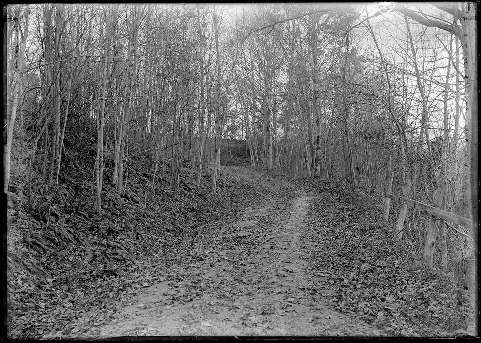 dirt, tree, road, Archives & Special Collections, University of Connecticut Library